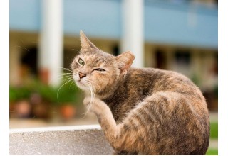Как вывести блох у кота, кошки или котенка: избавиться в домашних условиях