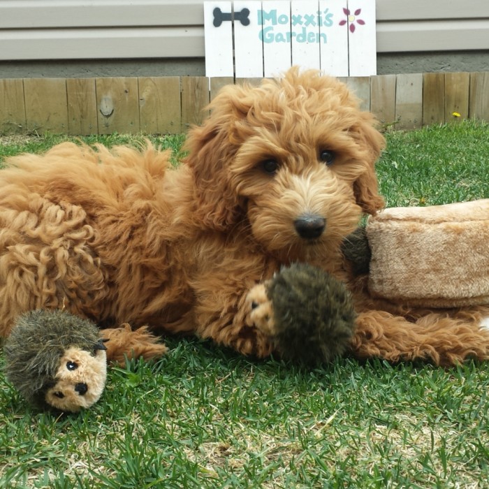 Іграшка для собак ZippyPaws Їжачки Zippy Burrow, поліестер, 18х18х10 см