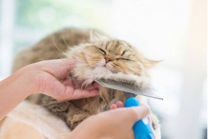 Як правильно вичісувати кішку?