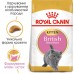 Акция Корм для котят ROYAL CANIN KITTEN BRITISH SHORTHAIR 8 кг + 2 кг  - фото 2