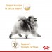 Сухой корм Royal canin POMERANIAN ADULT 1,5 кг + веревочный мяч в подарок  - фото 2