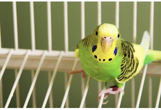 Как выбрать клетку для волнистого попугая: размеры и нюансы выбора