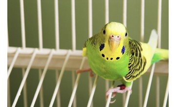 Как выбрать клетку для волнистого попугая: размеры и нюансы выбора