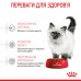 Акция Корм для котят ROYAL CANIN KITTEN 8 кг + 2 кг  - фото 7