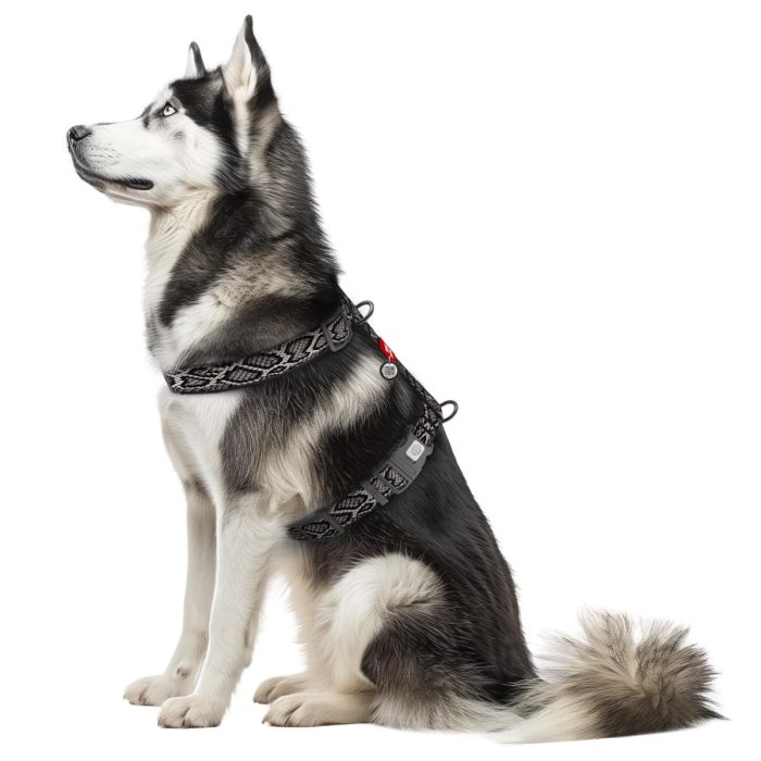 WAUDOG Nylon анатомічна H-подібна шлея для собак з QR паспортом, розмір S, 15 мм