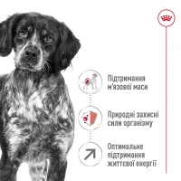 Royal Canin MEDIUM ADULT 7+ сухий корм для собак (птиця) 4 кг
