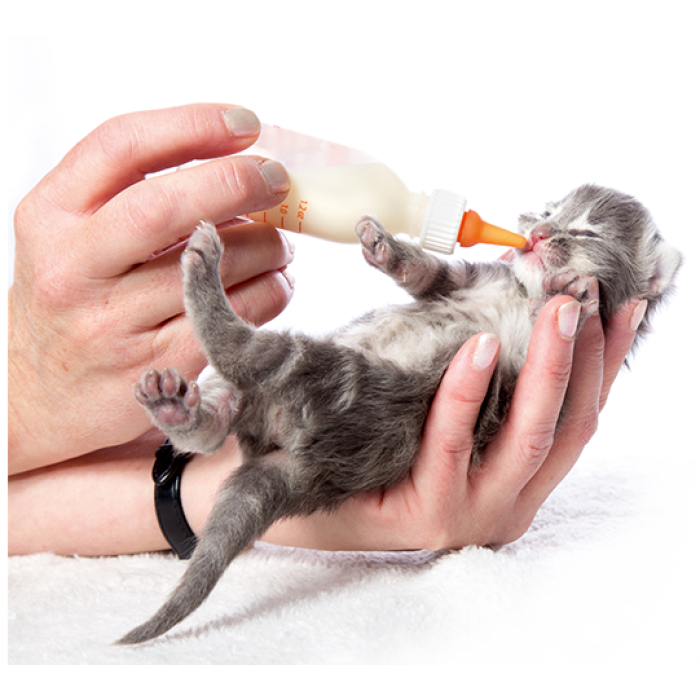 Beaphar Lactol Kitty Milk Молочна суміш для кошенят, 250мл