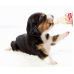 Beaphar Lactol Puppy Milk Молочна суміш для цуценят, 500мл  - фото 2