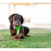 Bionic Opaque Stick Іграшка для собак Біонік Опак Стік гантель Зелена, велика L, 24,5х6,9х5,6 см  - фото 3