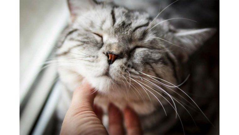 Почему кошки и коты мурчат Почему кошки и коты мурчат