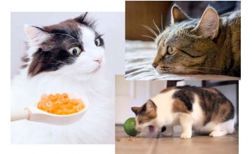 Что делать если кошка отказывается от еды