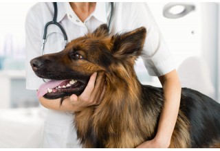 Первые признаки лишая у собаки – методы лечения
