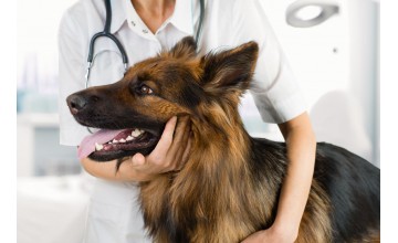 Первые признаки лишая у собаки – методы лечения