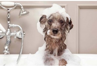 Как выбрать шампунь для собаки и чем мыть собаку, если нет шампуня