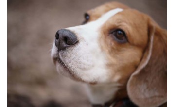 Что означает сухой нос у собаки