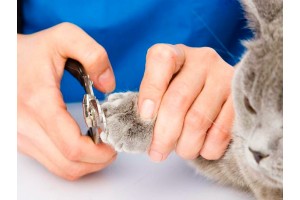 Як стригти кігті кошеняті?