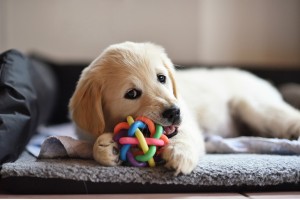 Выбор игрушки для щенка