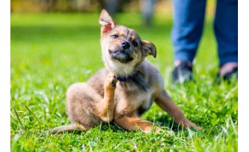 Как вывести блох у собаки: эффективные средства, чтобы избавиться от блох