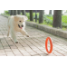 COLLAR PitchDog - кольцо игрушка для собак, D28 см Оранжевый  - фото 2