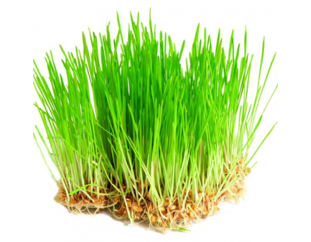 Пророщенная трава для кошек