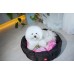 Лежанка для собак WAUDOG Relax, малюнок "Чудо-жінка", зі змінною подушкою, S, 34 см, 45 см, 17 см  - фото 2