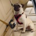 Ferplast DOG TRAVEL BELT BLACK Ремінь безпеки для собак 25 мм x L 37×50 cm  - фото 2
