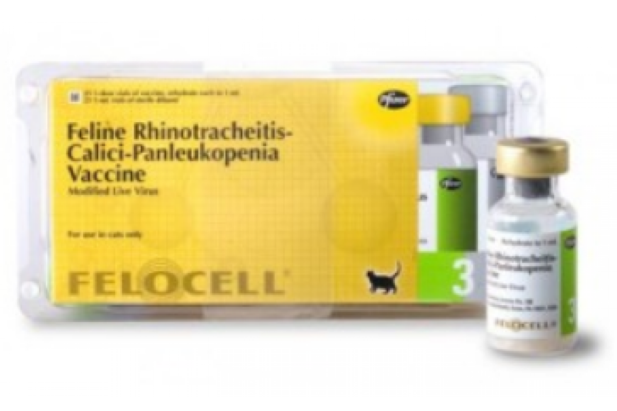 Фелоцел вакцина для кошек цена. Фелоцел CVR, вакцина для кошек. Фелоцел CVR Zoetis вакцина. Фелоцел 4 (Felocell 4). Вакцинация Фелоцел для кошек.