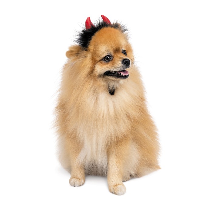 Аксесуар для собак Pet Fashion Imp червоний  XS-S