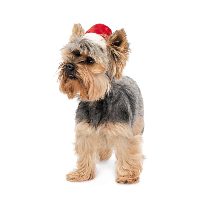 Ковпак для собак Pet Fashion новорічний XS