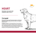 Josera Help Heart Dog – диетический корм Йозера при хронической сердечной недостаточности у собак 10 кг  - фото 3