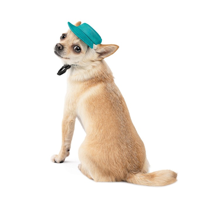 Панама Pet Fashion Rob, для собак, хлопок, фиксатор, бирюзовый, L