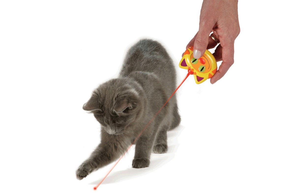 Кошка играет указкой. Игрушка для кошки. Лазерная указка для кошек. Лазерная игрушка для кошек. Лазерная указка игрушка для котят кошек.