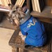 Костюм для собак Pet Fashion ZHAN XS2  - фото 5