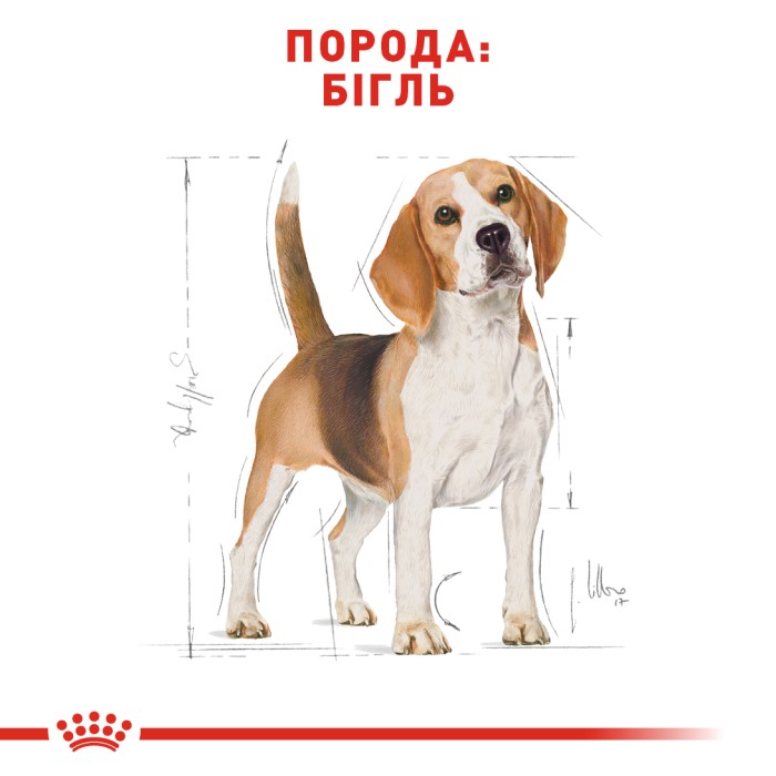 Сухий повнорационний корм Royal Canin Beagle Adult - сухий корм для біглів від 12 міс. 3 кг