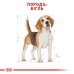 Сухой полнорационный корм Royal Canin Beagle Adult - сухой корм для биглей от 12 мес. 3 кг  - фото 6