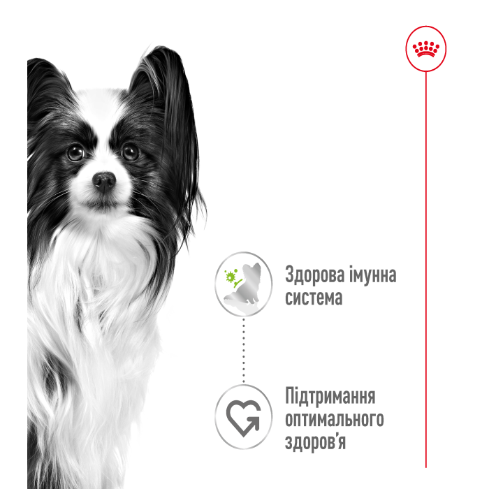 Вологий корм Royal Canin XSMALL ADULT, для дорослих собак дрібних порід, 0.085 кг