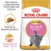 Корм для котят ROYAL CANIN KITTEN BRITISH SHORTHAIR 0.4 кг  - фото 2