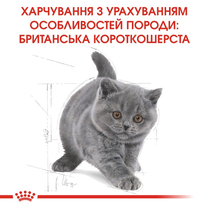 Корм для котят ROYAL CANIN KITTEN BRITISH SHORTHAIR 10.0 кг