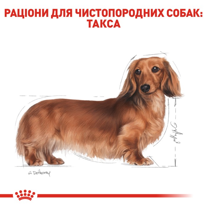 Корм для взрослых собак ROYAL CANIN DACHSHUND ADULT 1.5 кг