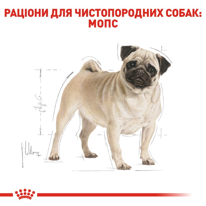 Корм для взрослых собак ROYAL CANIN PUG ADULT 1.5 кг