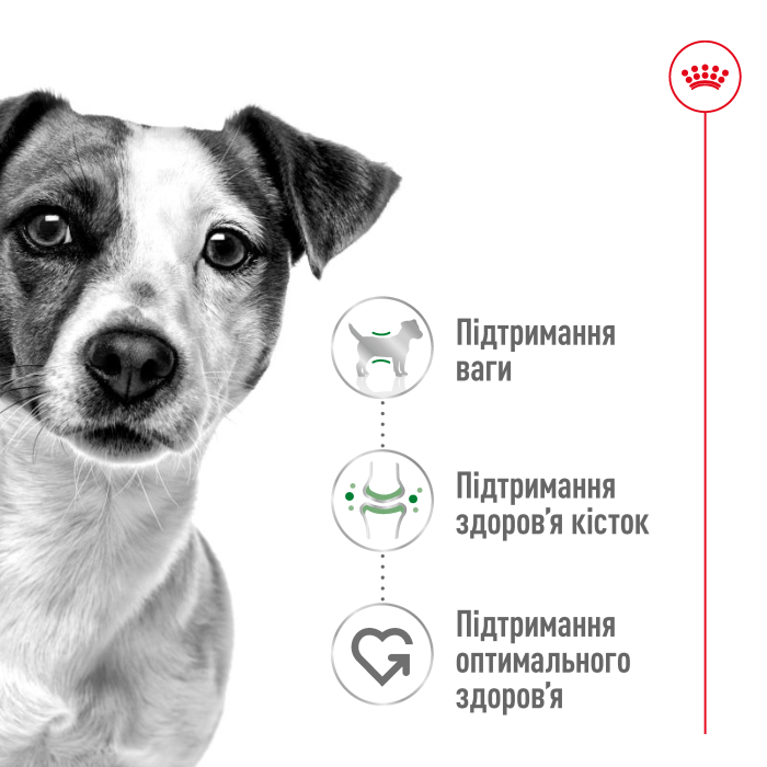 Вологий корм для дорослих собак ROYAL CANIN MINI ADULT  0.085 кг
