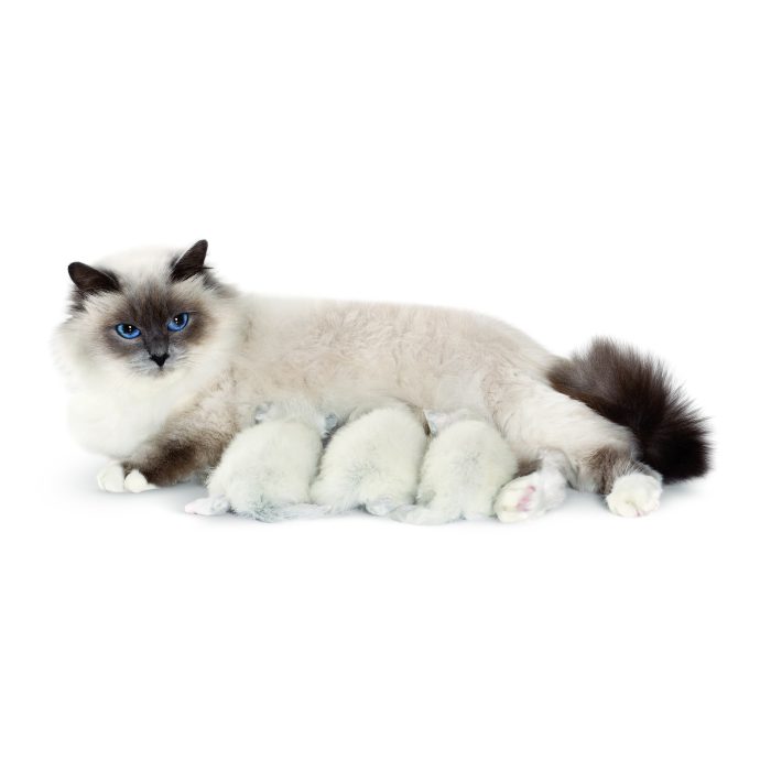 Корм для кошек во время беременности ROYAL CANIN QUEEN 4.0 кг
