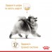 Корм для взрослых собак ROYAL CANIN POMERANIAN ADULT 0.5 кг  - фото 3
