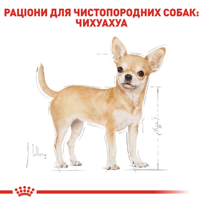 Вологий корм для дорослих собак ROYAL CANIN CHIHUAHUA ADULT 0.085 кг 