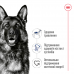 Royal Canin Maxi Adult для взрослых собак крупных размеров 15 кг + 3 кг в подарок  - фото 4