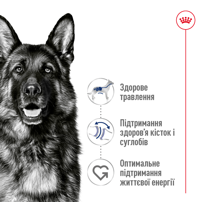 Корм для зрілих собак ROYAL CANIN MAXI AGEING 8+ 15.0 кг
