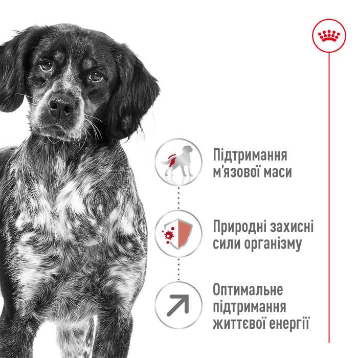 Корм для дорослих собак ROYAL CANIN MEDIUM ADULT 7+ 4.0 кг