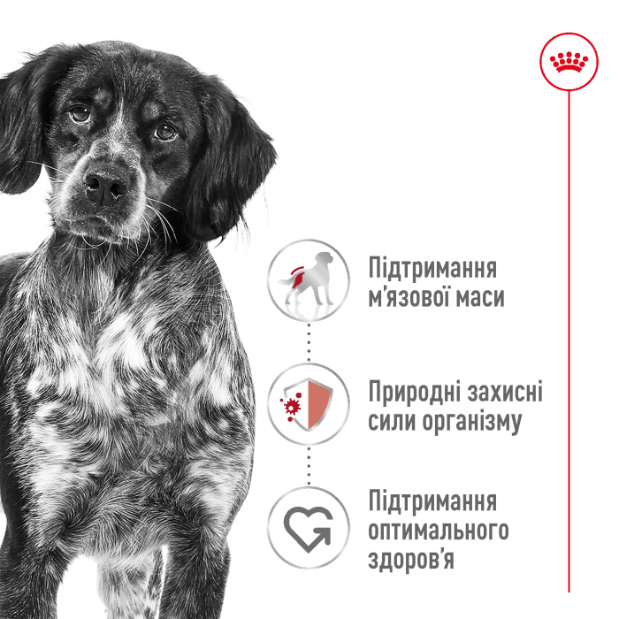 Корм для дорослих собак ROYAL CANIN MEDIUM ADULT 4.0 кг
