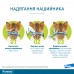 Elanco (Bayer) Foresto ошейник для собак и котов  38 см  - фото 10