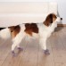 Носки для собак не скользящие TRIXIE, серые XS-S (2шт)  - фото 2